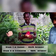 Invest in loans and start earning passive income. Invest In Malay Apple Farming In Nigeria Agric Business