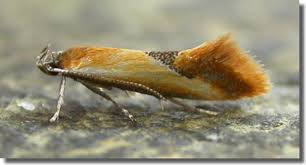 Image result for Batia internella