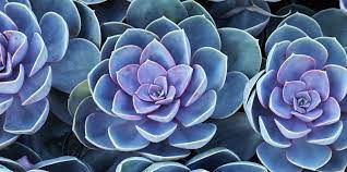 Description light/soil/water hardiness echeveria raindrops is an unusual succulent that has little globular bumps near the tips of its light green leaves. Succulents Facts 10 Things To Know About Caring For Succulents