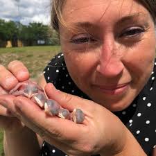 Dr. Anna Forsman (@TreeSwallows@ecoevo.social)