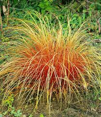 Carex Bronze Reflection Gartenstauden Bei Baldur Garten Ziergras Pflanzen Garten