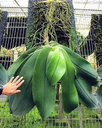 Orchid Dreams Phalaenopsis Gigantea Taiwan Orchid Fern Via Anggrek Habitat Phalaenopsis Habitat Garden Orchids