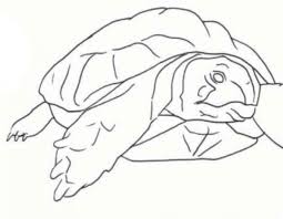 Check spelling or type a new query. Cara Melukis Penyu Menggunakan Pensil Ringkasan Pelajaran Menggambar Turtles Dalam Teknik Pointillism Aktiviti Bebas Kanak Kanak