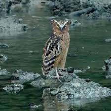 Pitukinha taking a moon bath. Owl Bathing Bird Ecology Study Group