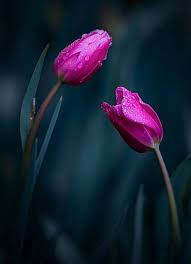 Pin By Rozalia Miceva On Tulips Beautiful Flowers Wallpaper Nature Flowers Tulips Flowers