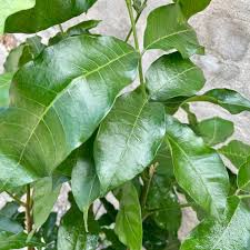 Image result for Trichilia capitata