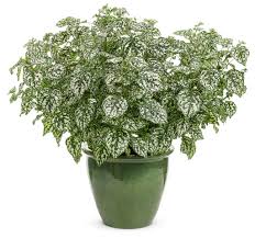 Image result for Hypoestes