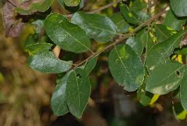 Image result for Hymenocardia