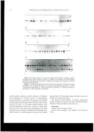 Image result for Eulalia polyneura