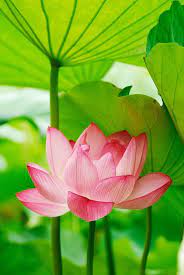 Pin On Flowers