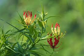 Image result for Colchicaceae