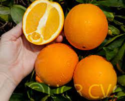 2.8 out of 5 stars 19. Navels Vcf Victorian Citrus Farms