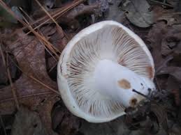 Image result for Russula foetentula