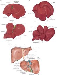 Jan 06, 2018 · the anatomical planes are different lines used to divide the human body. Liver Weight An Overview Sciencedirect Topics