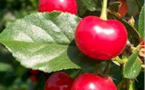 Check spelling or type a new query. Dwarf Cherry Griotella