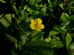 Image result for Phrymaceae