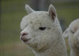 These guys come from the forests in af. 11 Exotic Animals You Don T Need Permits For In Kentucky Wkms