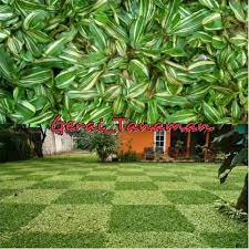Pada kesempatan kali ini saya akan. Rumput Gajah Mini Variegata Shopee Indonesia
