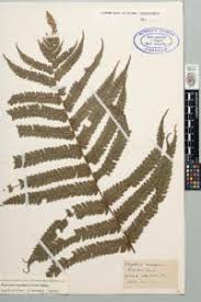 Image result for Pneumatopteris afra