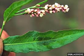 Image result for Persicaria