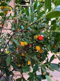 Arbousiers A La Particularite De Porter Fleurs Et Fruits Simultanement Le Fruit A Un Gout De Fraise Fleurs Et Fruits Arbousier Fruits