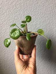 Is a pileas peperomioides a peperomia? Plant Of The Month Archive Pilea Peperomioides Infinite Succulent