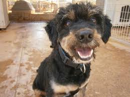 The animals were an english rhythm and blues and rock band, formed in newcastle upon tyne in the early 1960s. Shelter Canine Behavior Evaluations Why The Animal Rescue League Of Boston Uses Match Up Ii The Iaabc Journal Spring 2017