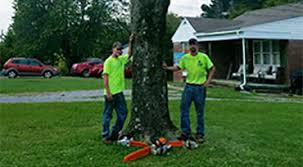 If you have ever gotten a tree removed and neglected to pull out the stump, you know how unattractive that decision can make your lawn. Stump Removal Grinding Chapel Hill Shelbyville Tullahoma Tn