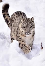 Wildlife In Himachal Pradesh Wildlife Sanctuaries And National Parks There are currently five national parks, 18 wildlife sanctuaries, including two tiger reserves at parambikulam and periyar, and one community reserve in the government had notified the karimpuzha wildlife sanctuary in malappuram in december last. wildlife in himachal pradesh wildlife