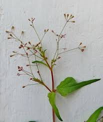 Image result for Boerhavia erecta