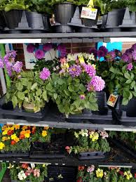Candy store — minot, ward county, north dakota, united states, found 24 companies. Lowe S Garden Center 2400 47th Ave Greeley Co 80634 Usa