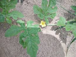 Image result for Cucumis engleri