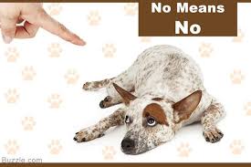 We did not find results for: Incredibly Handy Tips On Training A Blue Heeler Heeler Puppies Blue Heeler Puppies Puppy Training