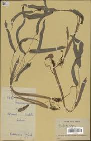 Image result for Halopegia