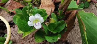 Image result for Asystasia guttata