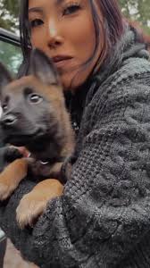 Discover Belgian Malinois Puppies: Fun and Playful