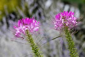 Image result for Cleome rubella