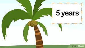 They belong to the species arecaceae and are found all over the world. How To Grow A Coconut Tree 10 Steps With Pictures Wikihow