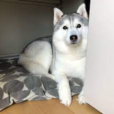 Anjing begitu lekat dengan aktivitas manusia di berbagai penjuru dunia. 24 Ide Anjing Husky Anjing Husky Anjing Hewan