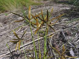 Image result for Cyperus ajax