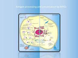 Image result for Antigen Processing