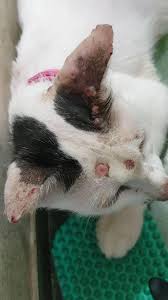 Tempat berbagi informasi tentang cara merawat kucing antar pecinta kucing di. Kucing Aku Sakit Sporo Cerita Budak Sepet