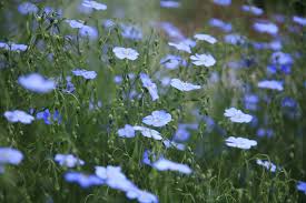 Some can grow up to two a symbol of protection against evil, bad luck or ill omens, blue anemones work well in decor for a baby shower or a going away party. 20 Blue Flowers For Gardens Perennials Annuals With Blue Blossoms