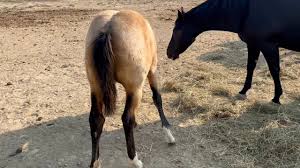 Image result for Medium Buckskin 1989 Colt