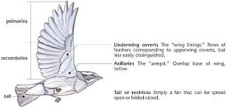 Bird With Wings Spread Drawing Easy Passerine In Flight From Below Note That Inner Webs Of Flight Feathers Are Visible Bird Drawings Bird Bird Wings