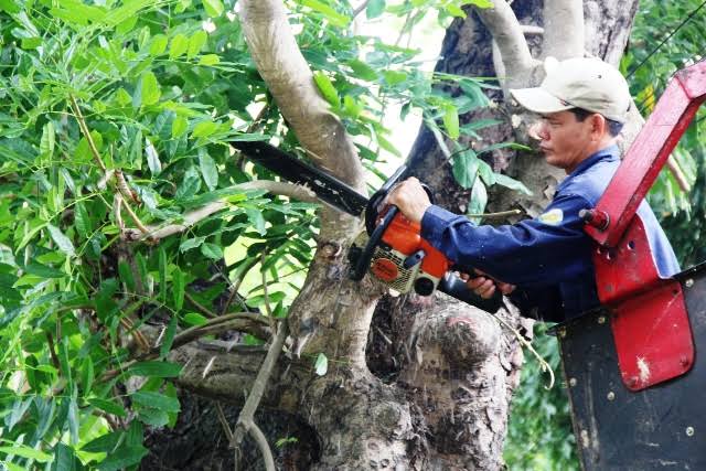 Dịch vụ cắt tỉa cây xanh tại Phú Giáo - Công Ty TNHH ĐT TM DV XD Sài Gòn  Tân Tiến
