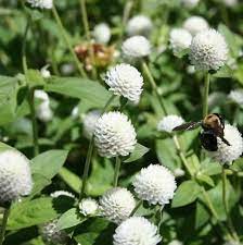 Gomphrena Gomphrena Globosa White Globe Amaranth Is Easy To Grow In The Sun Drenched Garden When Starting From Gomphrena Seed This Plant Is Wonderfully Res