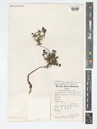 Image result for Otiophora