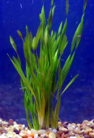 Image result for Vallisneria