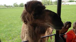 The most common camel cigarettes material is plastic. Randy The Camel Album On Imgur